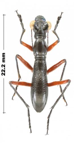 Réf. 245 398 : Tricondyla aptera punctipennis